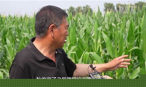 玉米期货直播田野读音(田野里玉米怎么形容)_https://www.gen-fastener.com_广期所_第1张
