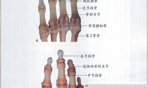 近端指的是什么(近端是上端还是下端)_https://www.gen-fastener.com_中金所_第1张