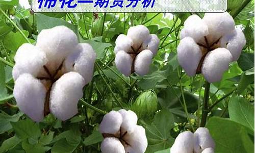 棉花期货介绍(棉花期货简介)_https://www.gen-fastener.com_大商所_第1张