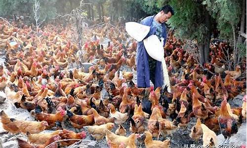 养1000只土鸡一年收入(养1000只土鸡一年收入一个人养鸡湖南益阳)_https://www.gen-fastener.com_大商所_第1张