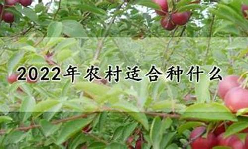 2024年农村种什么最赚钱(2024年农村危房政策)_https://www.gen-fastener.com_郑商所_第1张