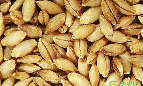 2023小麦最新价格(2023小麦最新价格陕西咸阳市)_上期所_第1张_财经网 2023小麦最新价格(2023小麦最新价格陕西咸阳市)_https://www.gen-fastener.com_上期所_第1张