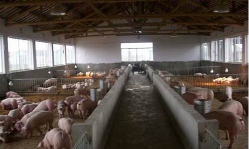 2020年养500头猪的成本(养5000头猪投资多少)_广期所_第1张_财经网 2020年养500头猪的成本(养5000头猪投资多少)_https://www.gen-fastener.com_广期所_第1张